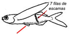 Exocoetus obtusirostris (Clave)